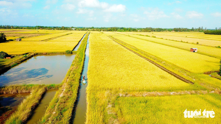 Vùng lúa tôm thuộc huyện Hồng Dân (Bạc Liêu) - mô hình sản xuất nông nghiệp tích hợp mà Bộ trưởng Lê Minh Hoan rất ấn tượng khi ông về thăm trong dịp hội thảo về lúa tôm do báo Tuổi Trẻ tổ chức năm 2022 - Ảnh: CHÍ QUỐC